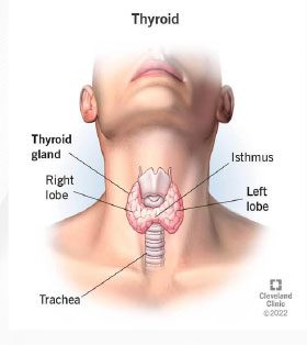 thyroid gland image